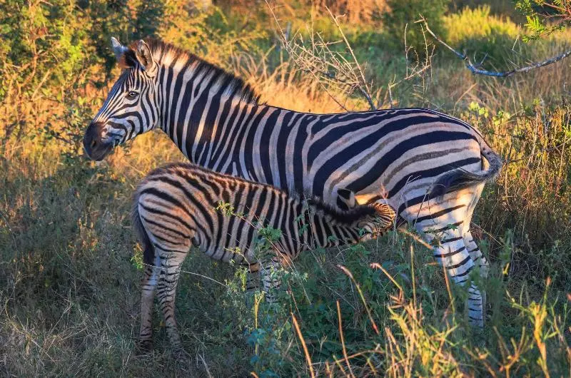 בית מלון כפרי Buckler S Africa Lodge Kruger Park