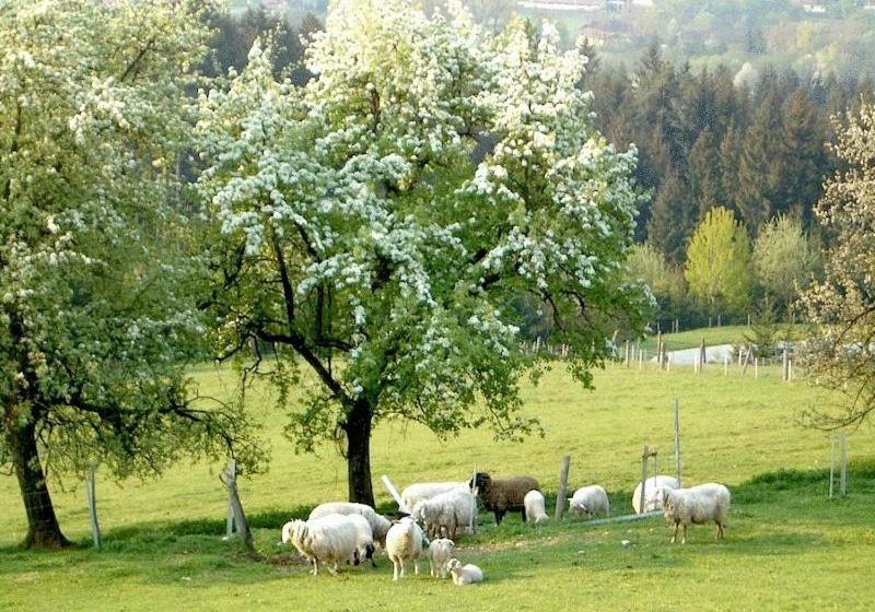 Отель Ferienhaus Huber