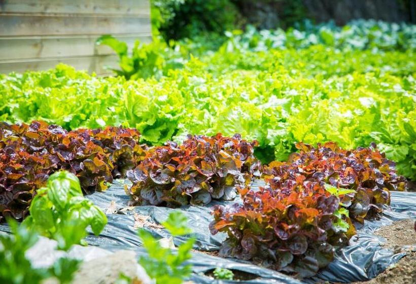 ホテル Restaurant Thadeushof