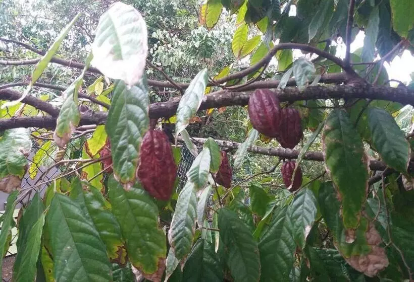 Location Saisonnière Le Clos Des Agrumes