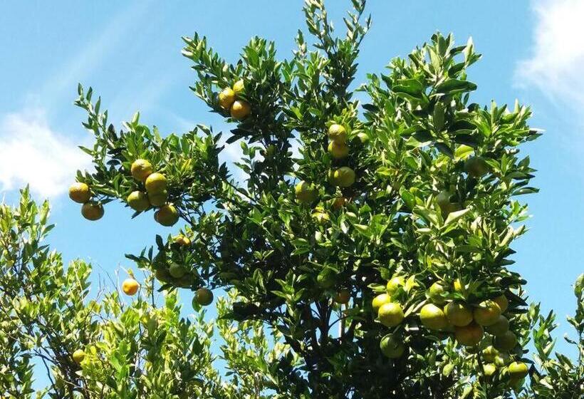 Location Saisonnière Le Clos Des Agrumes