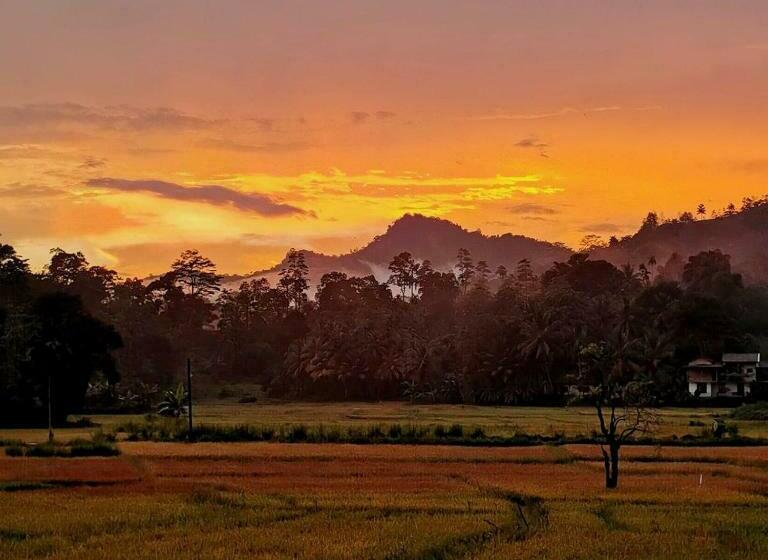 ホテル Rainforest Nest