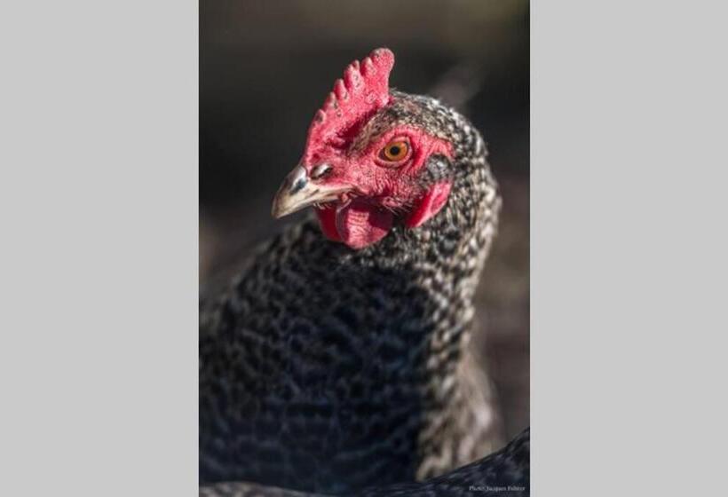 ホテル Uelis Stöckli Familienfreundliche Wohnung Auf Dem Bauernhof Mit Hotpot Und Alpakatrekking