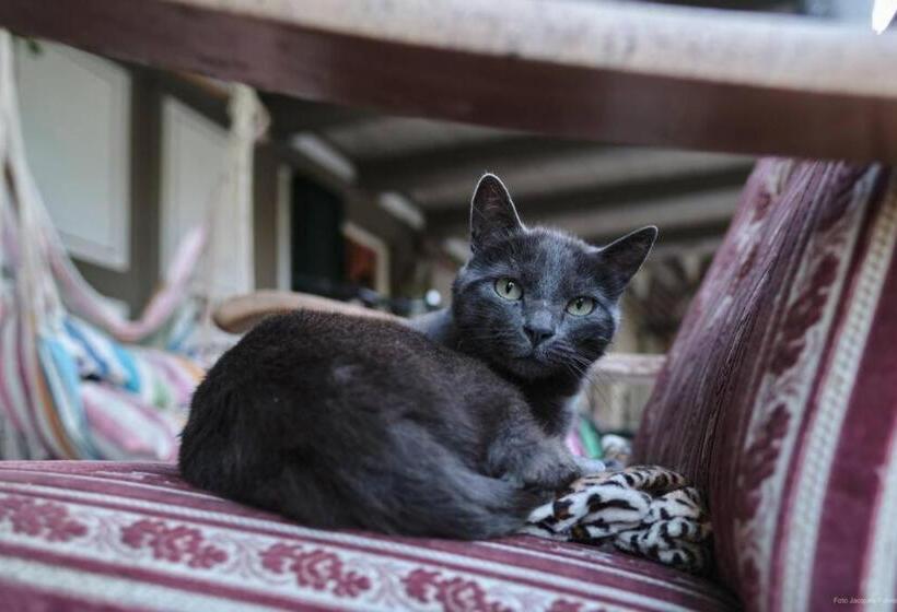 ホテル Uelis Stöckli Familienfreundliche Wohnung Auf Dem Bauernhof Mit Hotpot Und Alpakatrekking