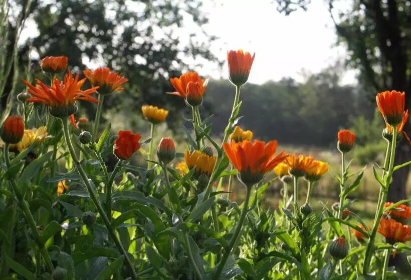 ペンション Casuta Din Lunca