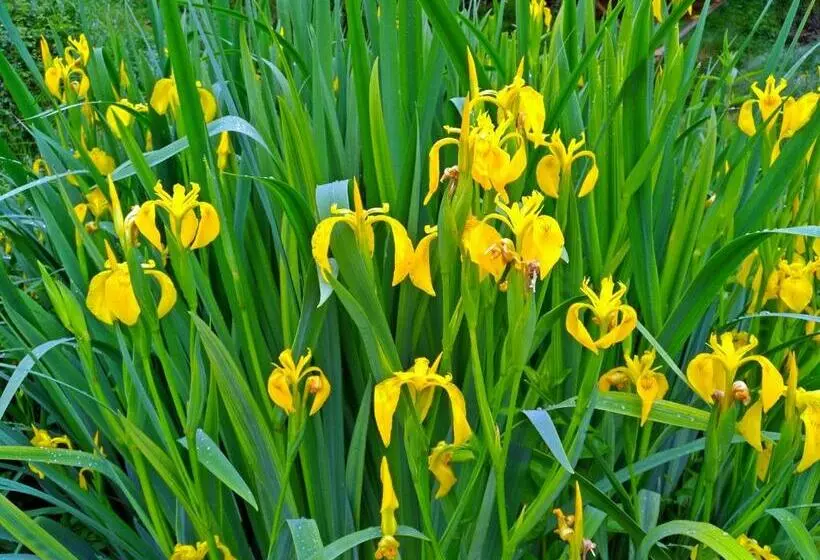 Aamiaismajoitus (B&B) La Voureyline