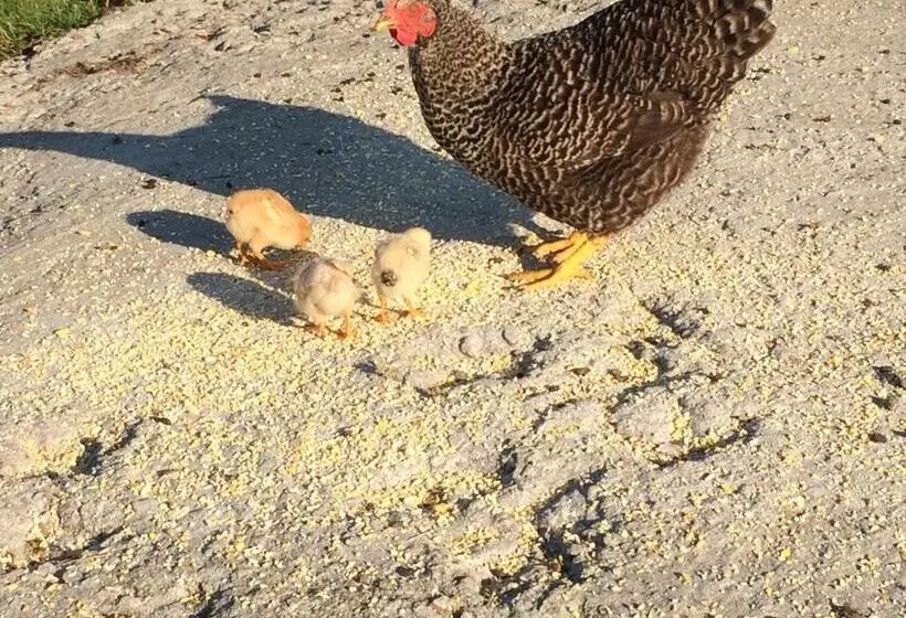 Aamiaismajoitus (B&B) Le Marronnier Entre Les Buis