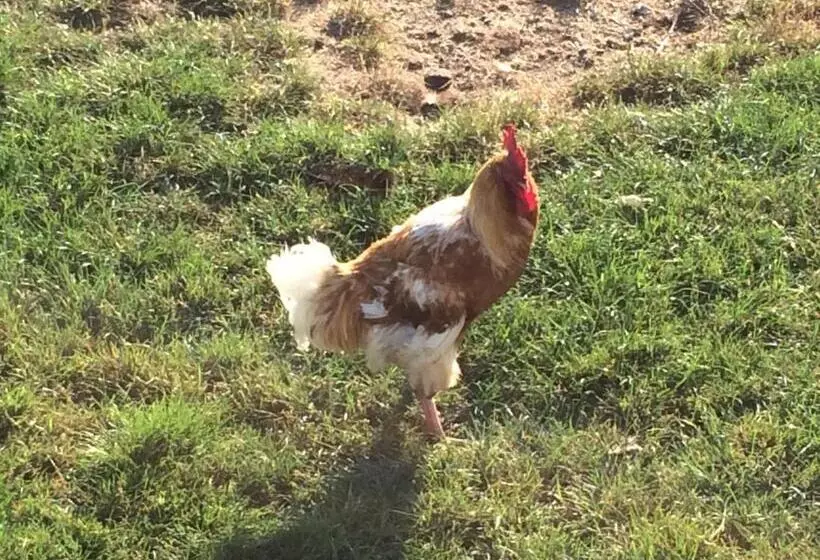 Aamiaismajoitus (B&B) Le Marronnier Entre Les Buis