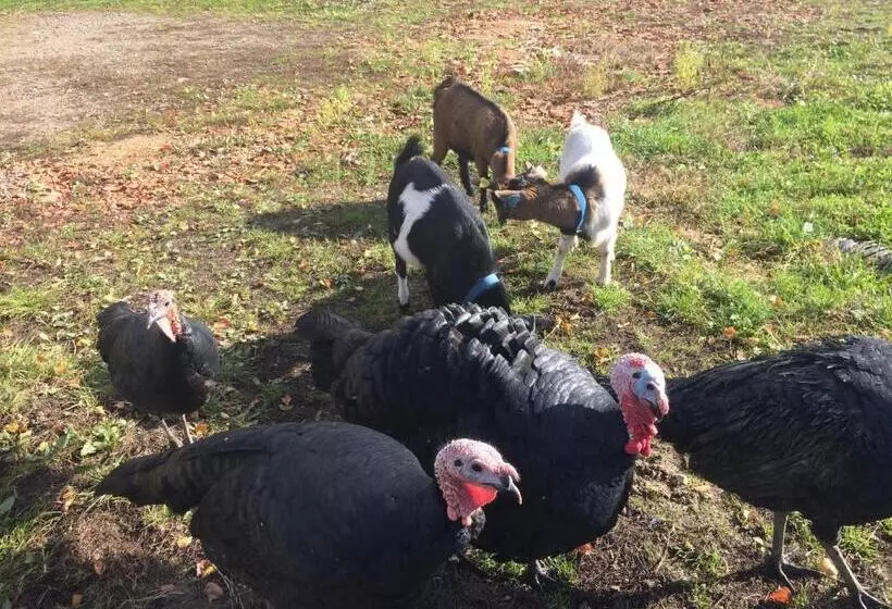 Aamiaismajoitus (B&B) Le Marronnier Entre Les Buis
