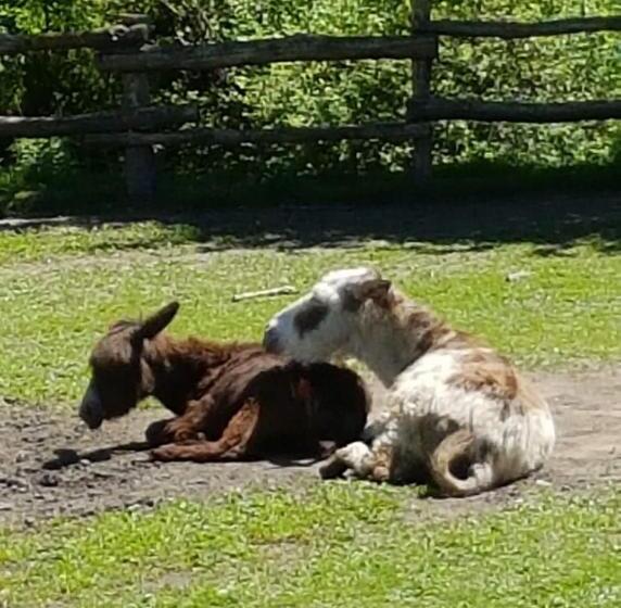 בית מלון כפרי Agriturismo Campo Dei Fiori