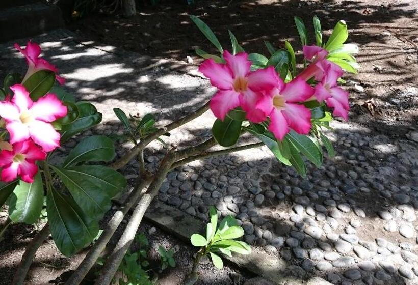 פנסיון Barracuda Beach Hostel