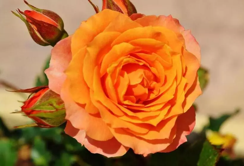 فندق Bella Vista Apartments