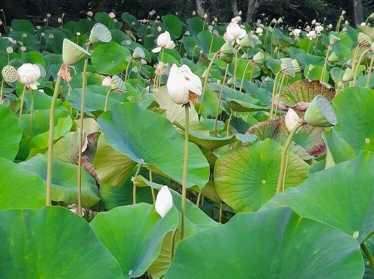 בית מלון כפרי Hostellerie De La Roseraie