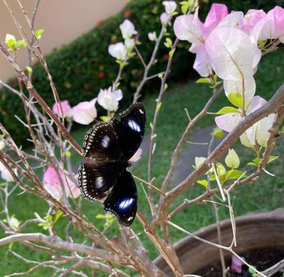 هتل The Pavillon By The Pace Phuket Boutique Resort