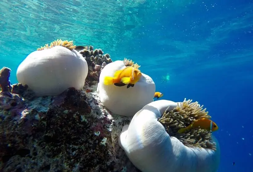 پانسیون Suffix Retreat   Stay, Dive & Explore Fuvahmulah