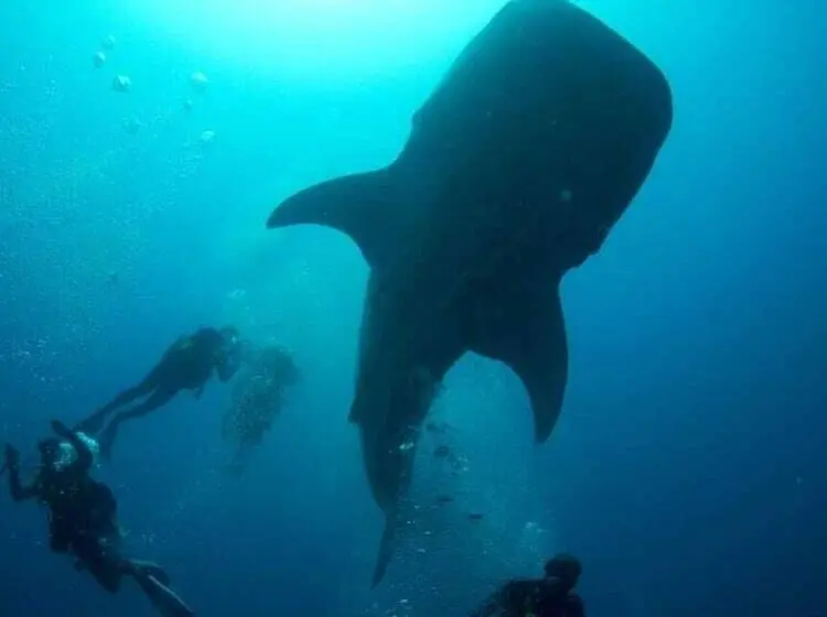 پانسیون Suffix Retreat   Stay, Dive & Explore Fuvahmulah