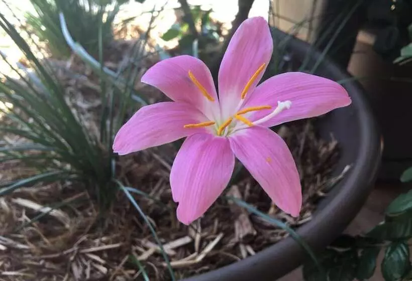 Club Boutique Hotel Cunnamulla