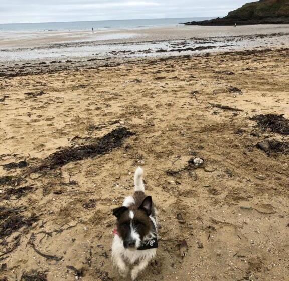 Puffin. Comfortable Annexe Central Falmouth