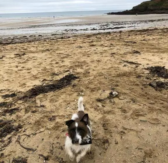 Puffin. Comfortable Annexe Central Falmouth