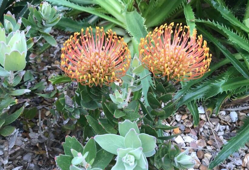 Puffin. Comfortable Annexe Central Falmouth