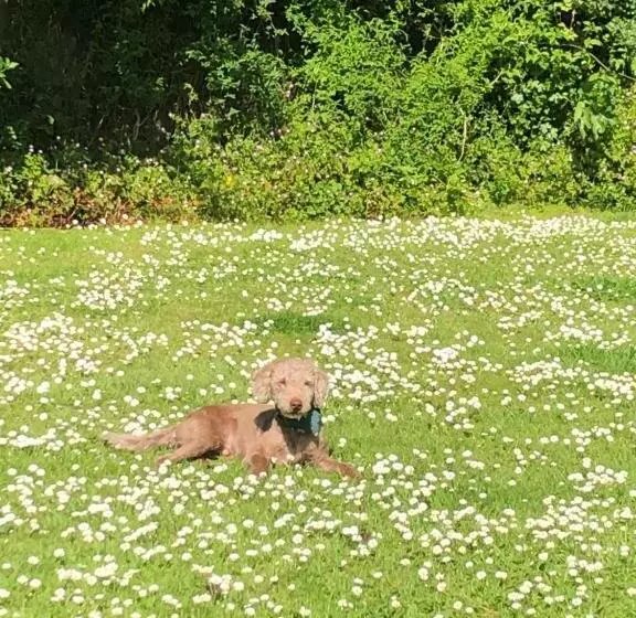 Puffin. Comfortable Annexe Central Falmouth