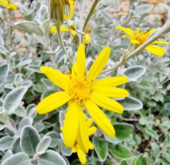 The Silverstone House. Comfort, Convenience And No Hassle At The Doorstep Of Silverstone Race Circui