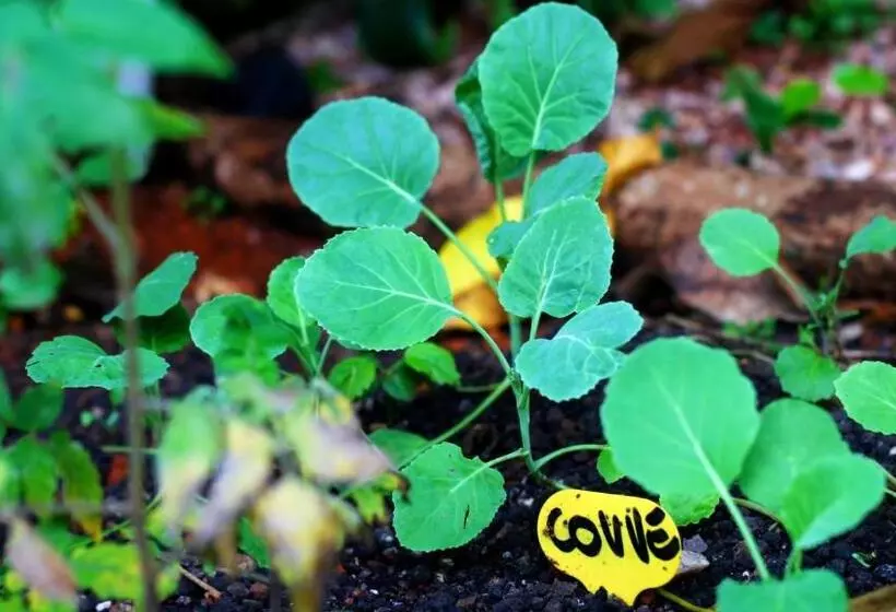 Hostel Gentileza   Guest House