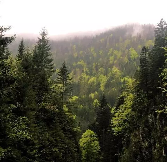 Majatalo Cabana Din Pădure