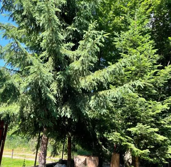 Majatalo Cabana Din Pădure
