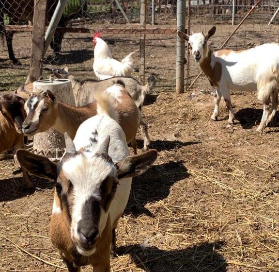 B & B Vigna Di Filippo Paestum