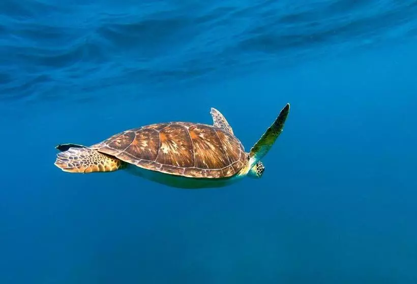 پانسیون Manta Dhangethi