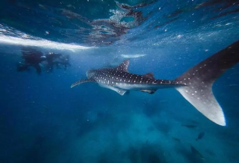 پانسیون Manta Dhangethi
