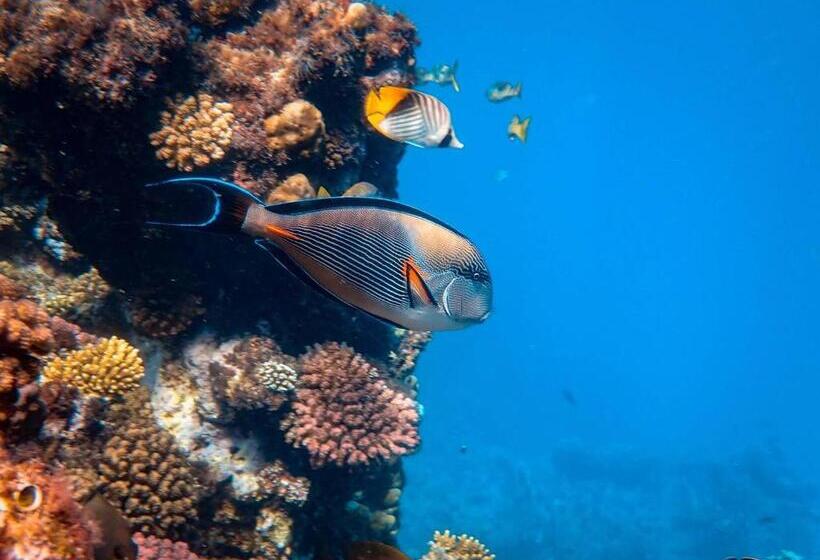 پانسیون Manta Dhangethi