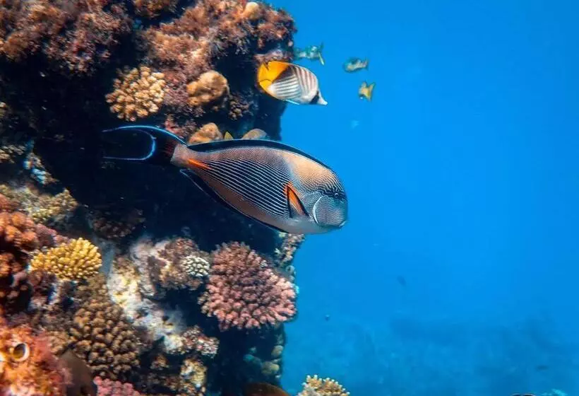 پانسیون Manta Dhangethi