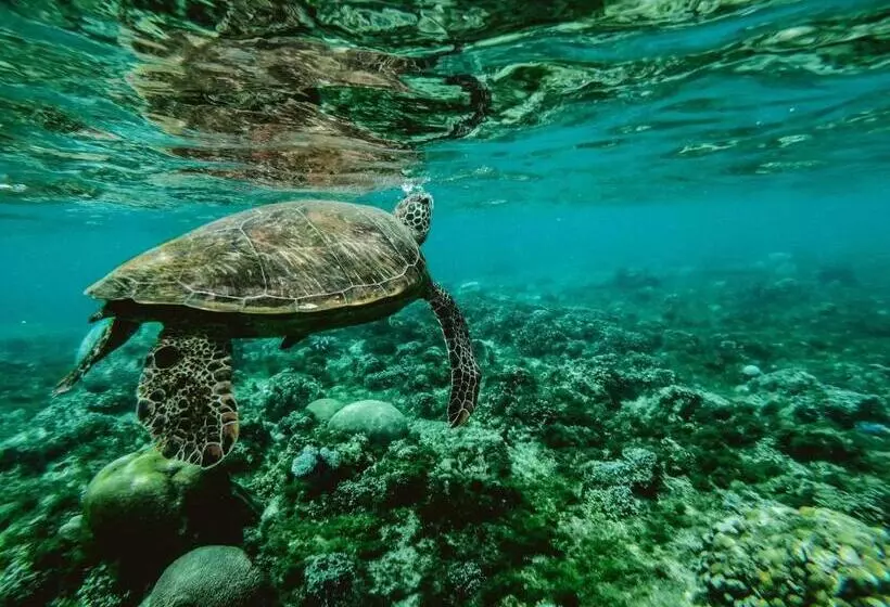 پانسیون Manta Dhangethi