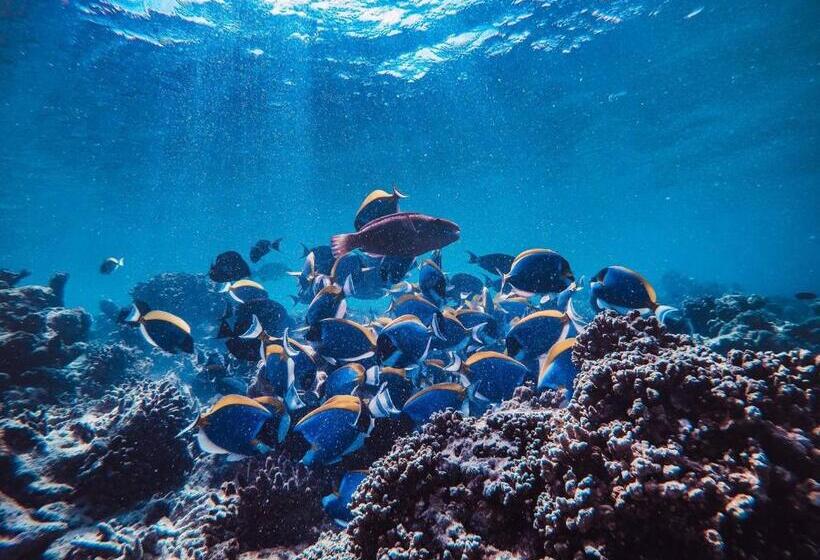 پانسیون Manta Dhangethi