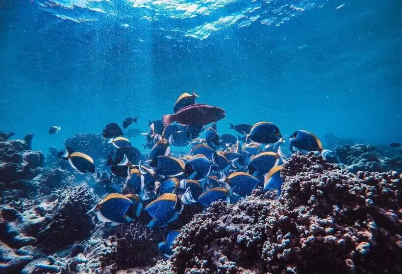 پانسیون Manta Dhangethi