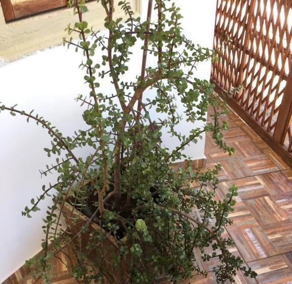 ベッドアンドブレックファースト Cama Caminho Da Serra