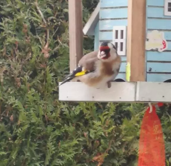 Aamiaismajoitus (B&B) Chambre Insolite Dans Un Chalet