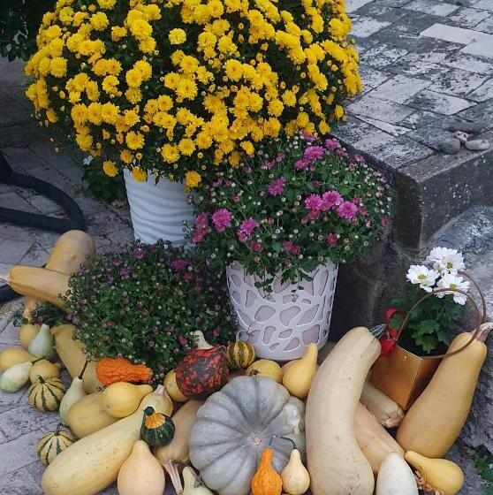 Otel хотел дани