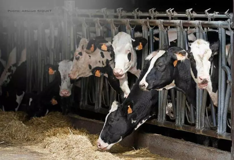 Gîte Familial Ferme Des Aujes Falaen