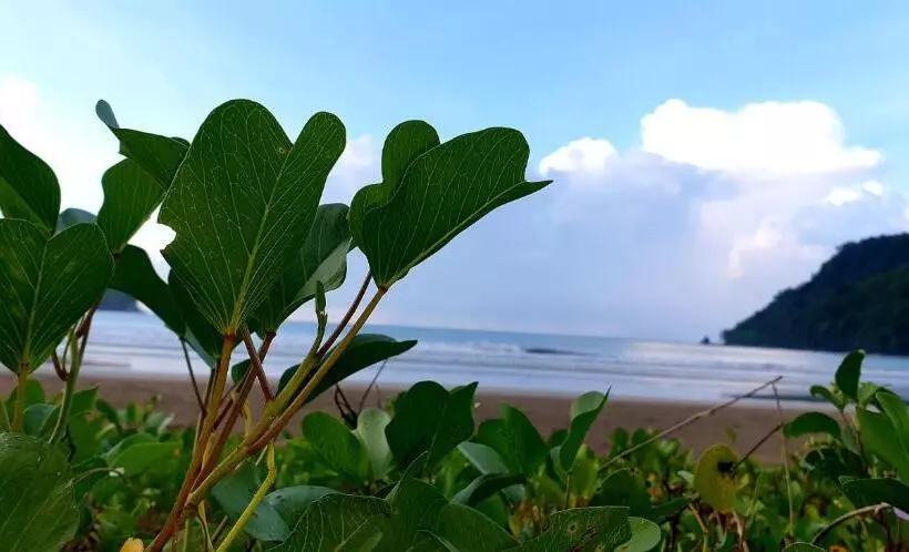 ユースホステル Zhaya S Beach & Cottages