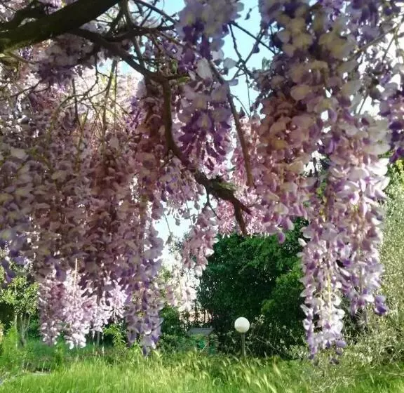 La Campagna Di Rosy