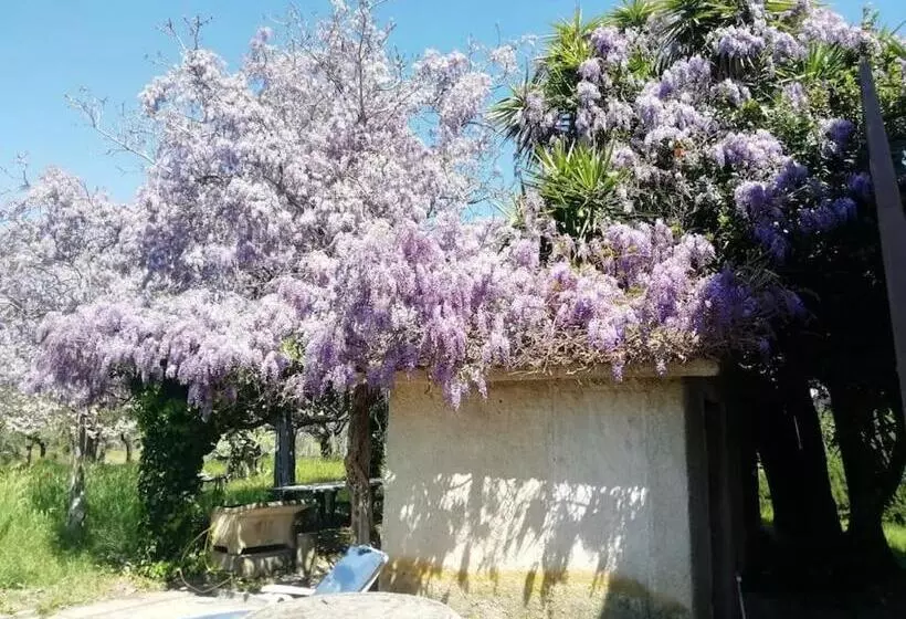 La Campagna Di Rosy