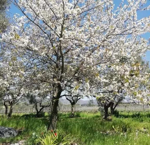 La Campagna Di Rosy