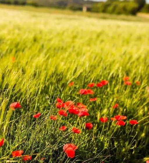ペンション Le Domaine Des Oréades