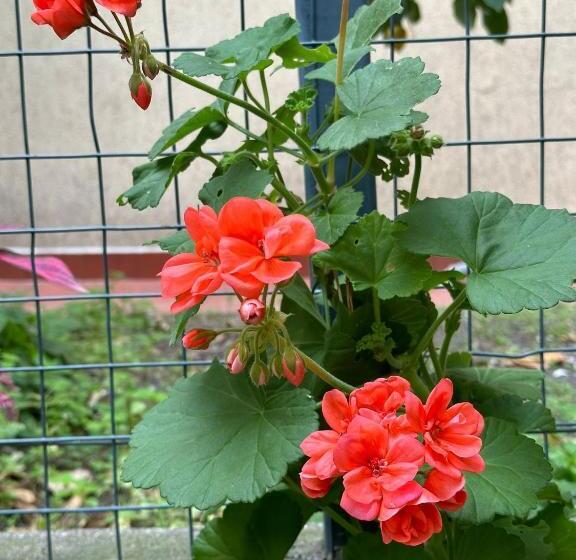 بنسيون Casa Patrizia