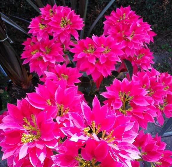 ユースホステル Posada Teopanco