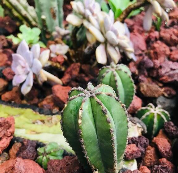 ユースホステル Posada Teopanco