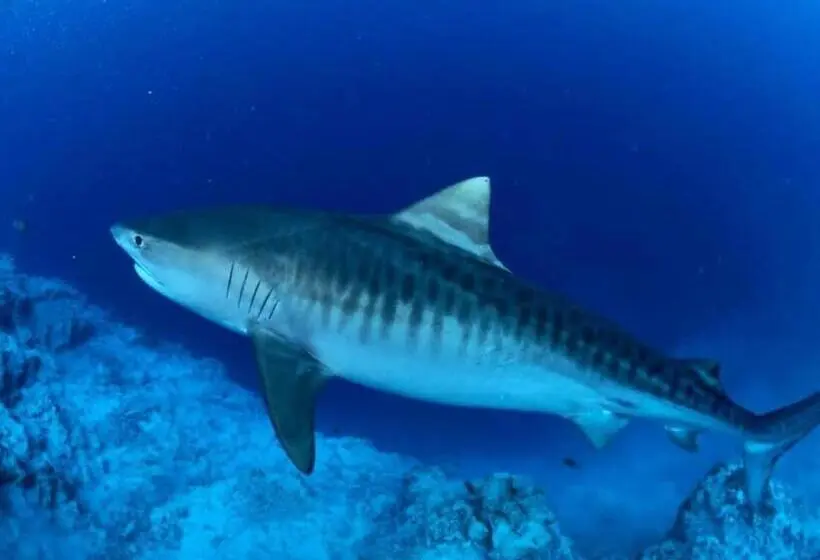 پانسیون Endhaa, Divers Home